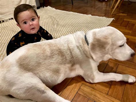 Cachorro Da Ra A Beagle Cria La Os De Amizade E Prote O Beb Que