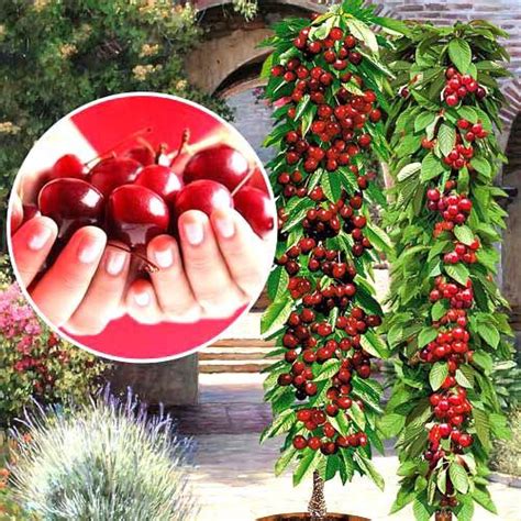 Купить саженцы Черешня колоновидная Квин Мери в Москве по цене 656 р. с ...