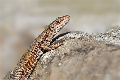 Mauereidechse Naturfotografie G M Dahmen Bilder Fotos