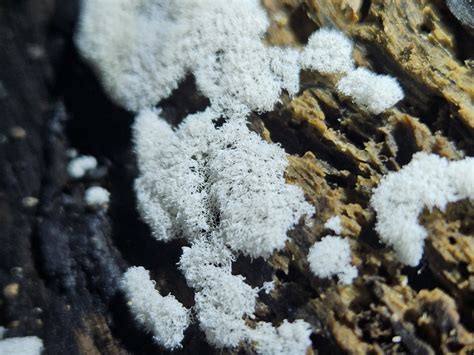 Honeycomb Coral Slime Mold From Collins Ave At Cairns Botanic Gardens