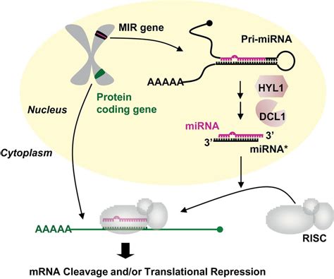 A Simplified Model Of Mirna Biogenesis And Function In Plants Mirnas