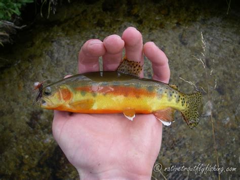 Native Trout Fly Fishing: California Golden Trout