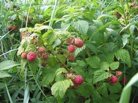 Lampone Rubus Idaeus Rubus Idaeus Frutteto Coltivare Lampone