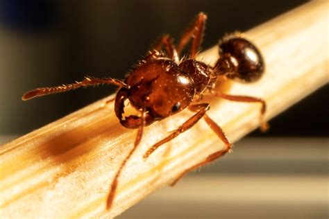 Invasive Species Council Fears Fire Ants Could Spread To Victoria After