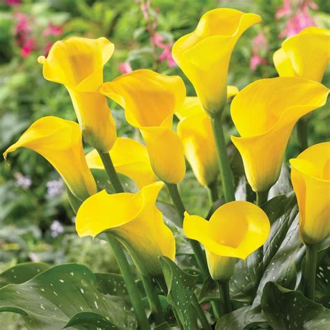 Brecks Yellow Flowers Millennium Gold Calla Lily Bulbs 5 Pack 01593