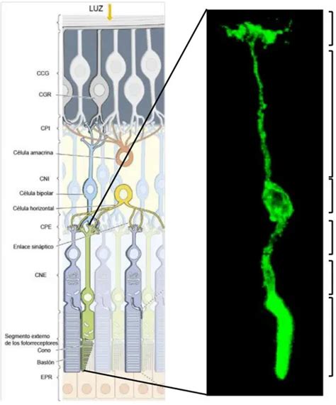 Células Ganglionares de la Retina CGRs Retina anatomía y fisiología