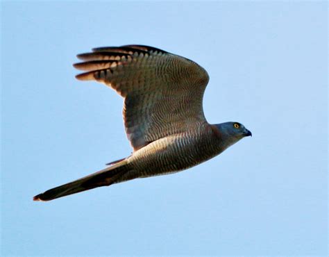 Brown Goshawk | BIRDS in BACKYARDS