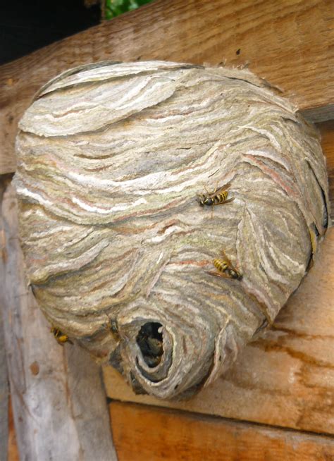 Filewasps Nest Gniazdo Os Wikimedia Commons