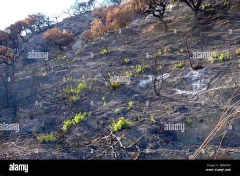 Daños por incendios forestales y regeneración de plantas después de 3