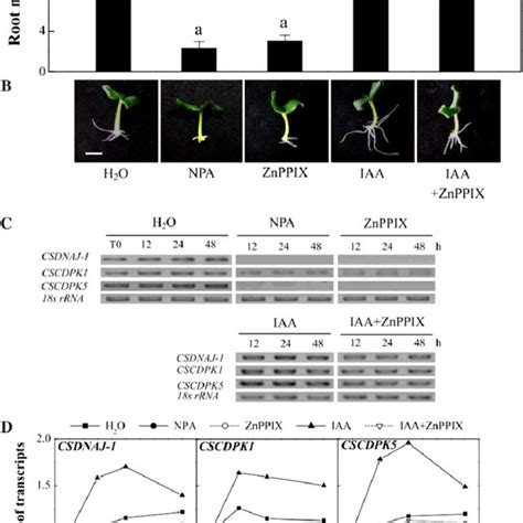 Effects Of IAA Depletion Treatment On Adventitious Root Formation HO