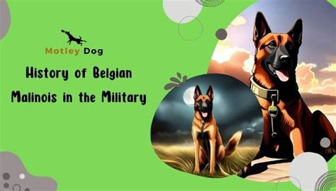 The Belgian Malinois Suitability As A Military Dog