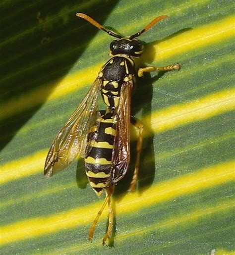 Striped Wasp On A Striped Leaf Flickr Photo Sharing