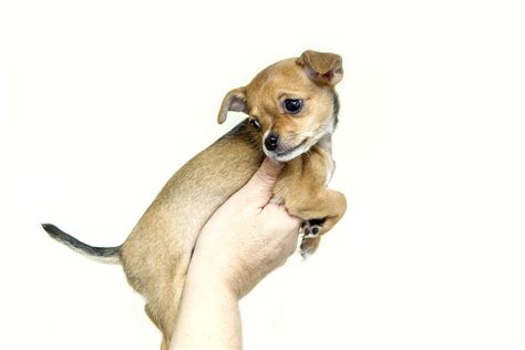 Free Images Sweet Puppy Dogs Animals Vertebrate Chihuahua Dog