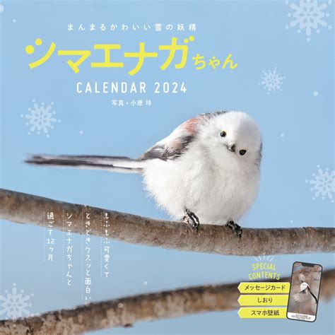 楽天ブックス まんまるかわいい雪の妖精 シマエナガちゃん Calendar 2024 小原玲 9784295017233 本