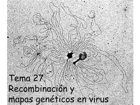 PPT Tema 27 Recombinación y mapas genéticos en virus PowerPoint