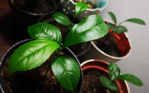 How to Grow a Lemon Tree from Seed in 2023