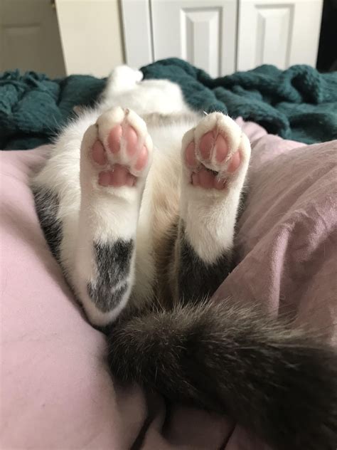 Sometimes My Cats Toe Beans Are This Beautiful Pink Color But