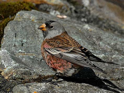 VANCOUVER ISLAND BIRDS