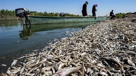 Sequía en Irak deja miles de peces muertos a la orilla del río Grupo