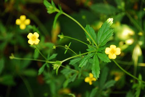Лапчатка прямостоячая или калган - Potentilla erecta (L.) Rausch.
