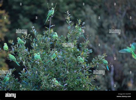 Parakeets london hi-res stock photography and images - Alamy