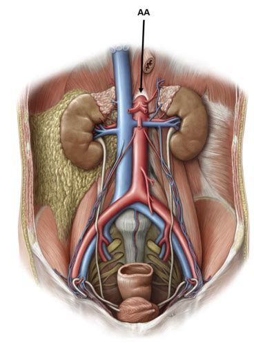 Abdominal Vasculature Flashcards Quizlet