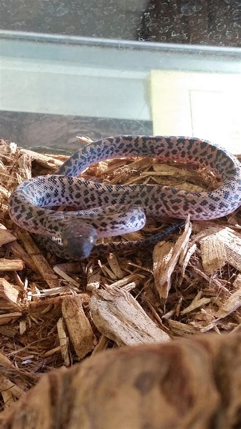 Bubbles The Spotted Python Imgur