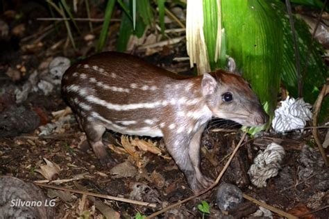 Spotted Paca Cuniculus Paca INaturalist Canada