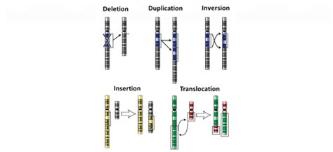 Module Genetic Change Beginner S Guide To Year Biology