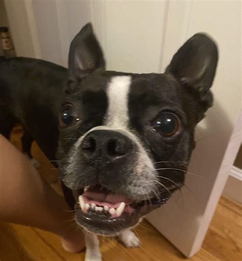 How Many Teeth Does A Boston Terrier Have