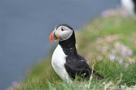 Puffin Facts For Kids - Puffin Bird Facts - All About Puffins