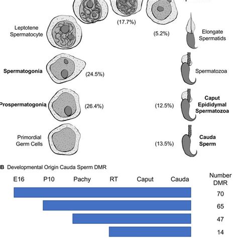 Sperm DMR Developmental Origins A Spermatogenic Cell Origin