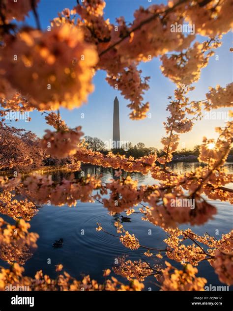 Cherry Blossoms in Washington DC Stock Photo - Alamy