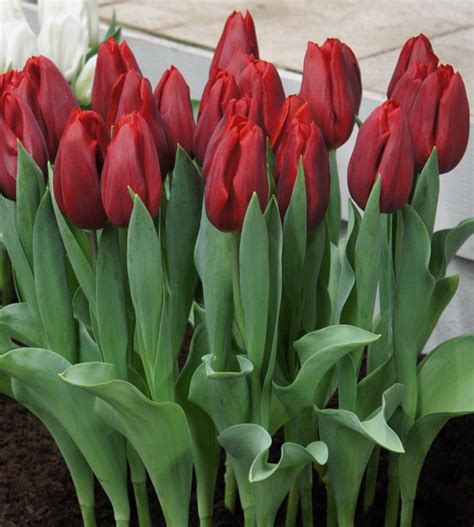 Тюльпан «Стронг Лав» (Tulip “ STRONG love”) — Саженцы в Орле