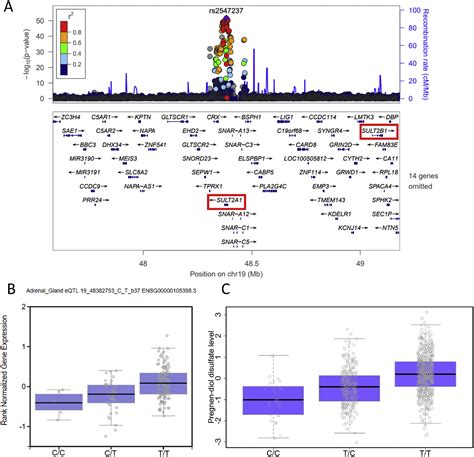 Acetaminophen Paracetamol Use Modifies The Sulfation Of Sex Hormones EBioMedicine