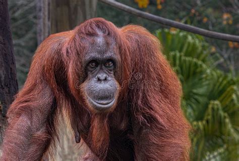 Female Orangutan At Tampa Zoo Stock Image Image Of Tampa Face 265796153