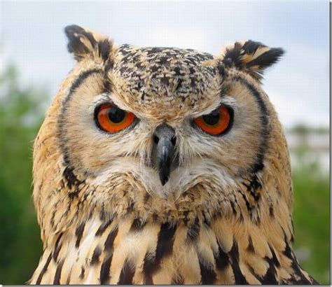 Необыкновенные совы