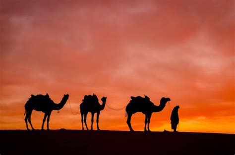 The 7 Types of Camels: From the Desert to the Andes