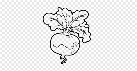 Vegetarian Cuisine Turnip Drawing Vegetable Coloring Book Vegetable