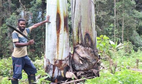 Weyya Pohon Pisang Terbesar Dunia Di Papua Cybernewsnasional