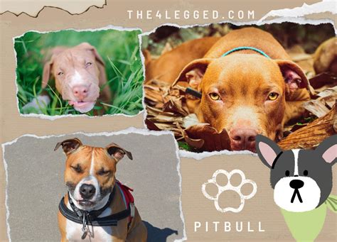 Why Are Pitbulls So Aggressive? The Truth Behind Their Notoriety