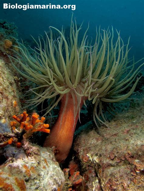 Anemone Di Mare Biologia Marina Del Mediterraneo