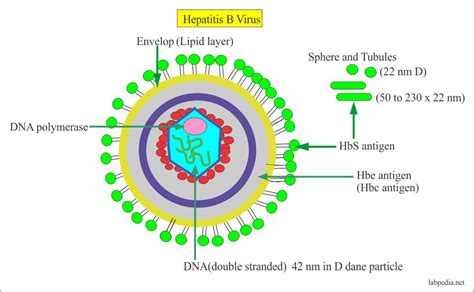 Hepatitis B Virus Part 6 Hepatitis B Virus Hepatotropic Virus