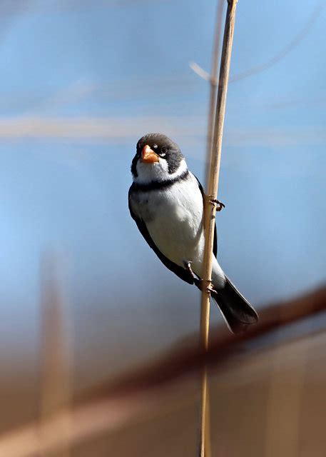 Foto Golinho Sporophila Albogularis Por Aldo J Nunes Wiki Aves A