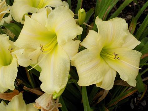 Gentle Shepherd Daylily 1 Container Grimms Gardens