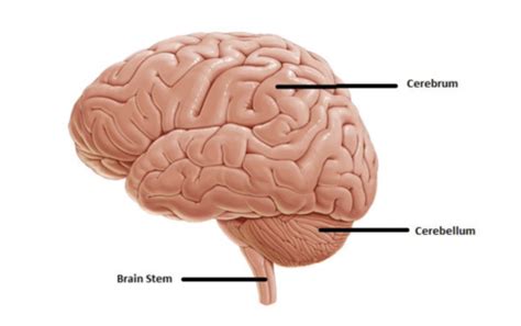 Neuro Quiz Cortical Structures Flashcards Quizlet