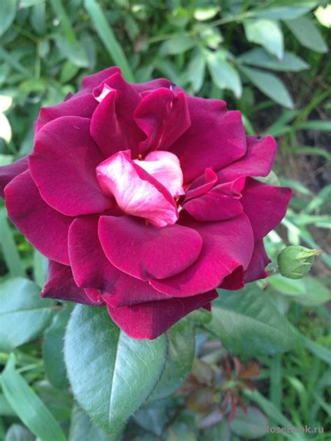 Роза Митчелл Фото – Telegraph