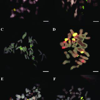 Fish With S Rdna Red And S Rdna Green On Mitotic Chromosomes Of