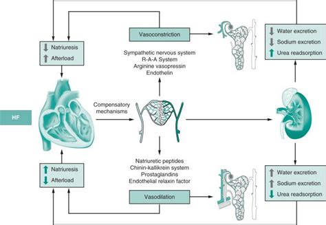 Management Of Fluid Overload In Cardiorenal Patients The Five B