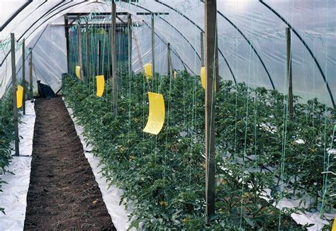 Plants Growing In A Polytunnel Stock Image C003 5783 Science